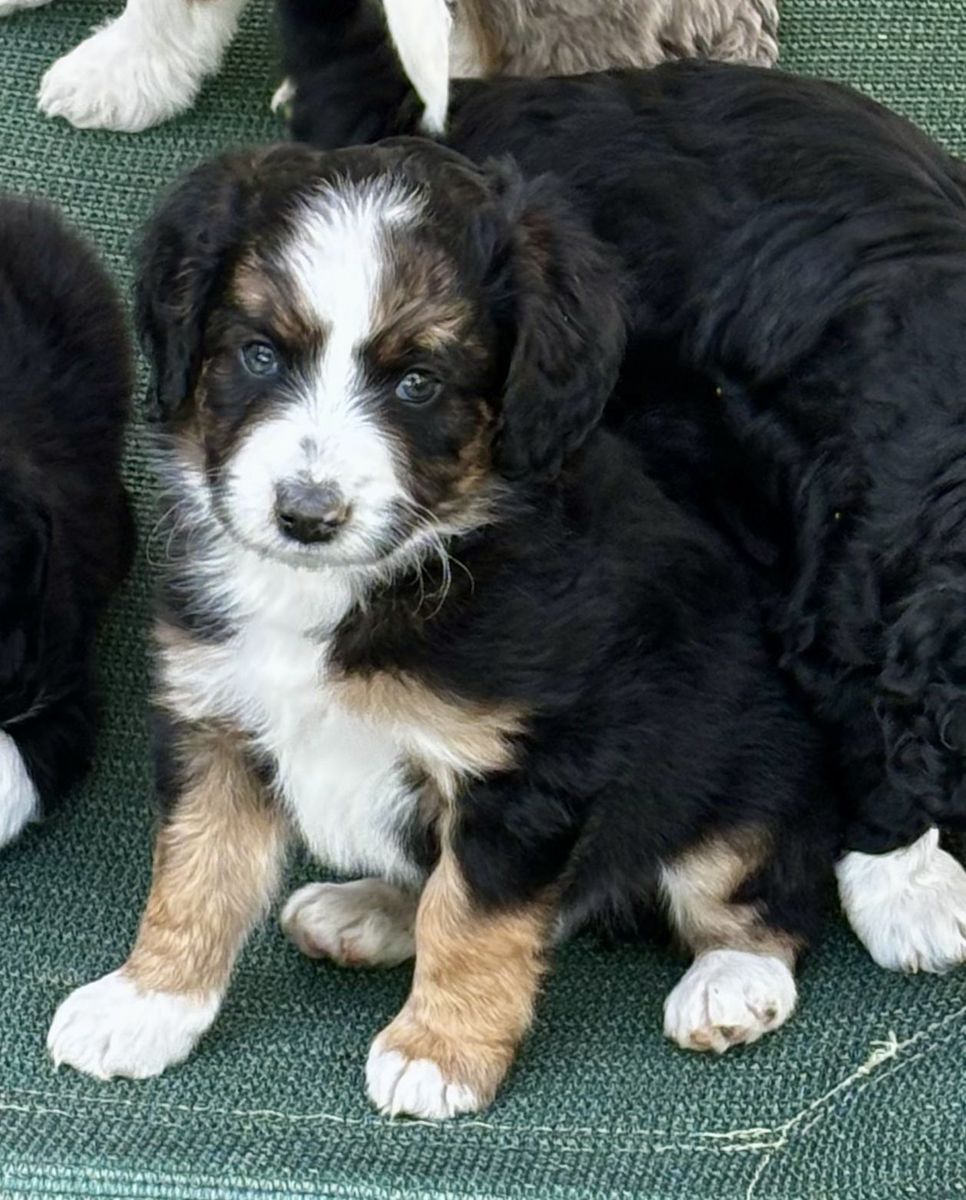 Aussiedoodles