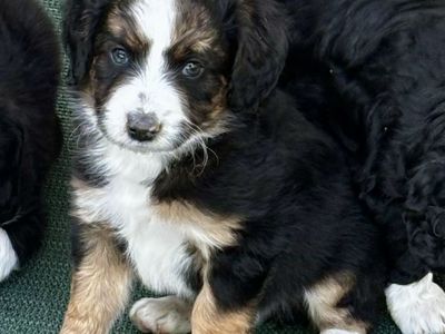 Aussiedoodles