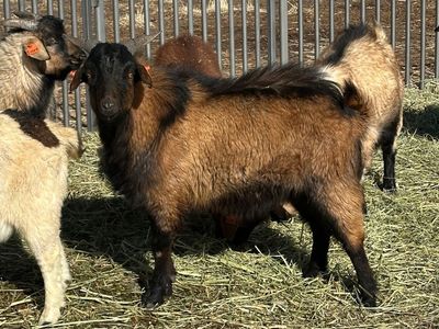 Meat Goat Bucks Billies for Sale, Spanish, Boer