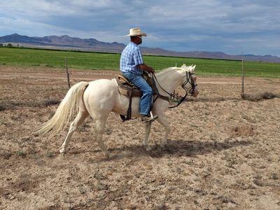 Cremello gelding grade