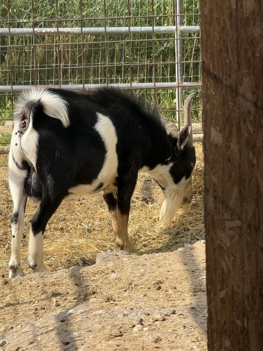 Nigerian Dwarf goat