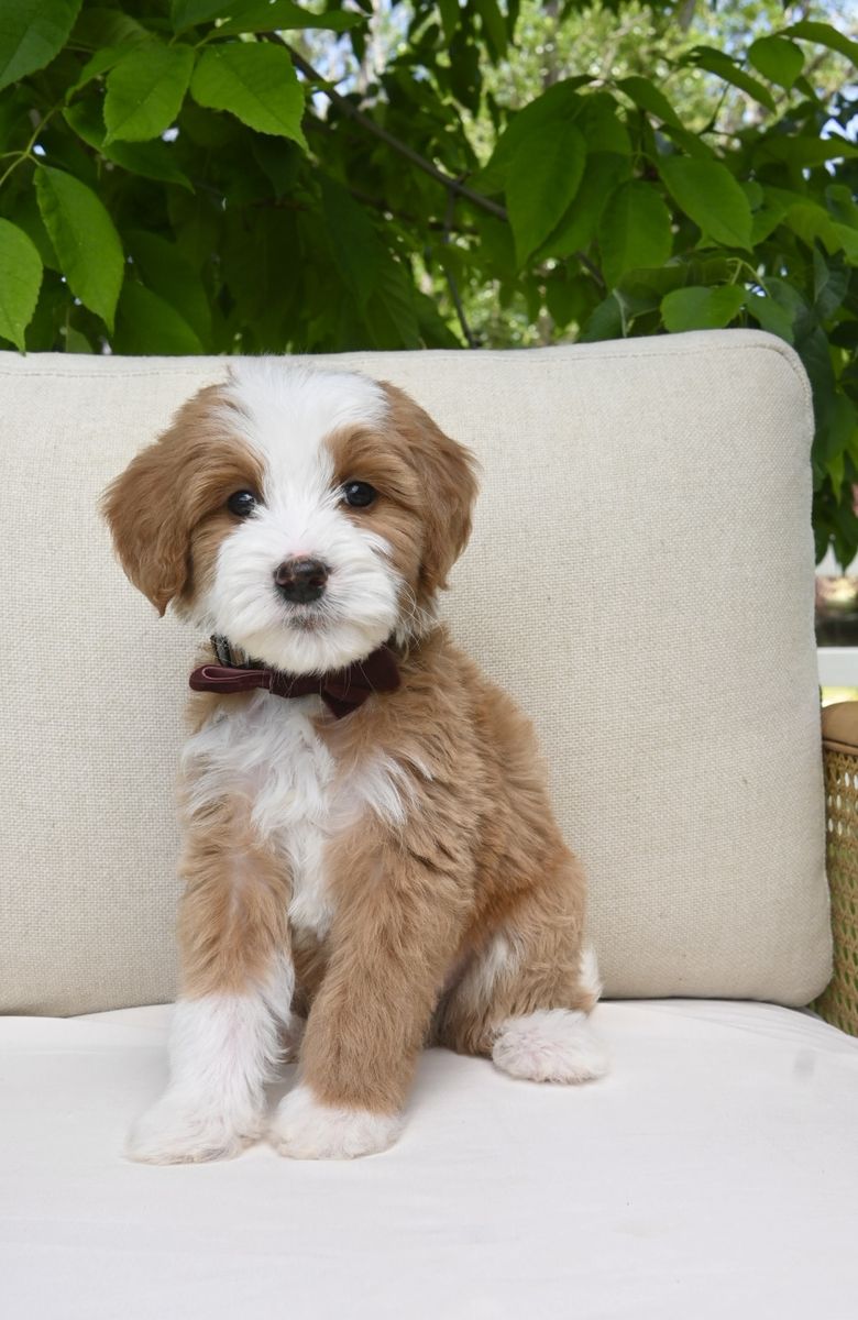 Sweet mini bernedoodle puppies