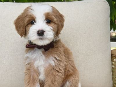 Sweet mini bernedoodle puppies