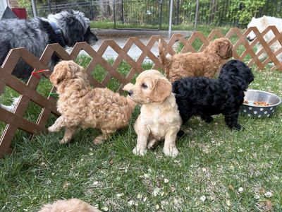 Mini Aussie doodle Puppy, Aussiedoodle