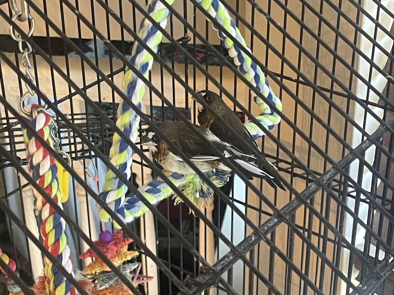 2 Society Finches And A Canary