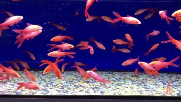 Albino Longfin, Cherry Barbs