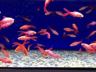 Albino Longfin, Cherry Barbs