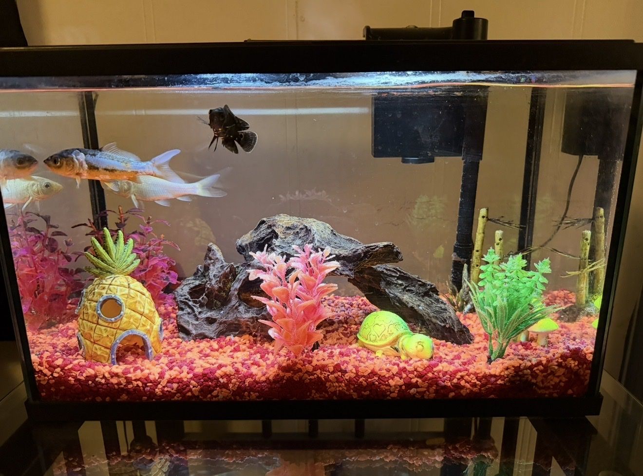 10 gallon fish tank & accessories