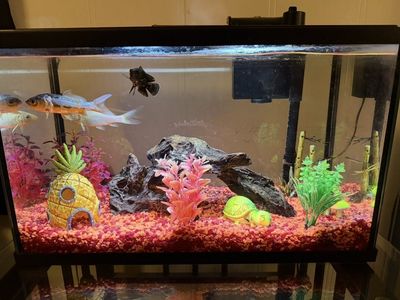 10 gallon fish tank & accessories