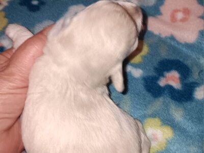 Miniature Schnauzer girl 2