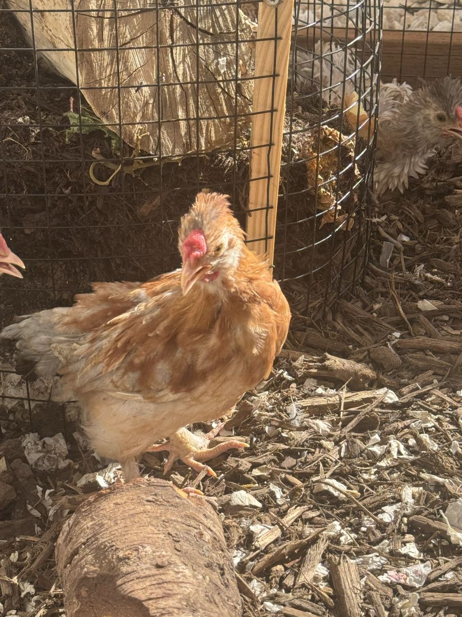 Free! 5 Cockerels - Frizzled Easter Egger, Easter Eggers, Barnvelder - 9-10 Weeks Old