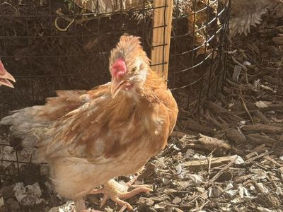 Free! 5 Cockerels - Frizzled Easter Egger, Easter Eggers, Barnvelder - 9-10 Weeks Old