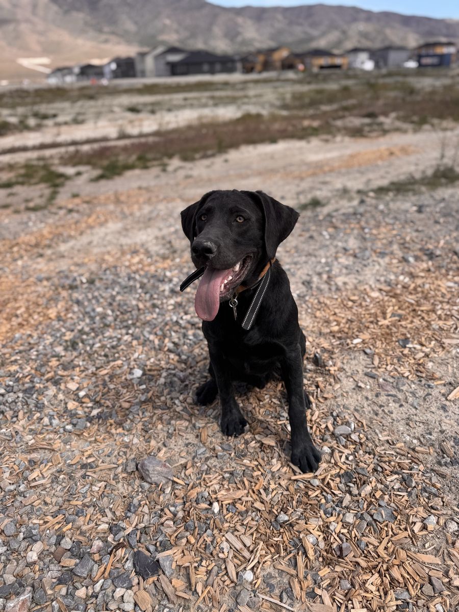Black lab puppy