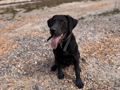 Black lab puppy
