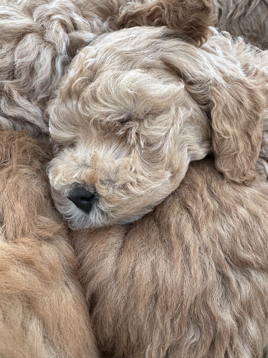 Micro mini Goldendoodle puppies