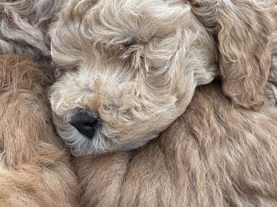 Micro mini Goldendoodle puppies