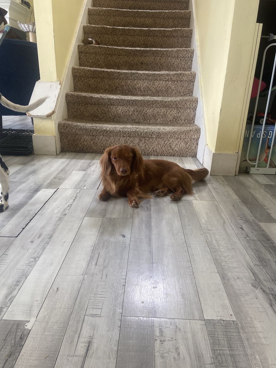 Red Longhaired dachshund stud