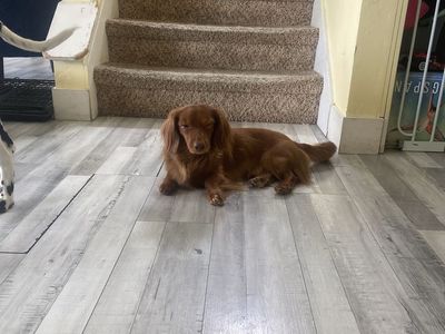 Red Longhaired dachshund stud