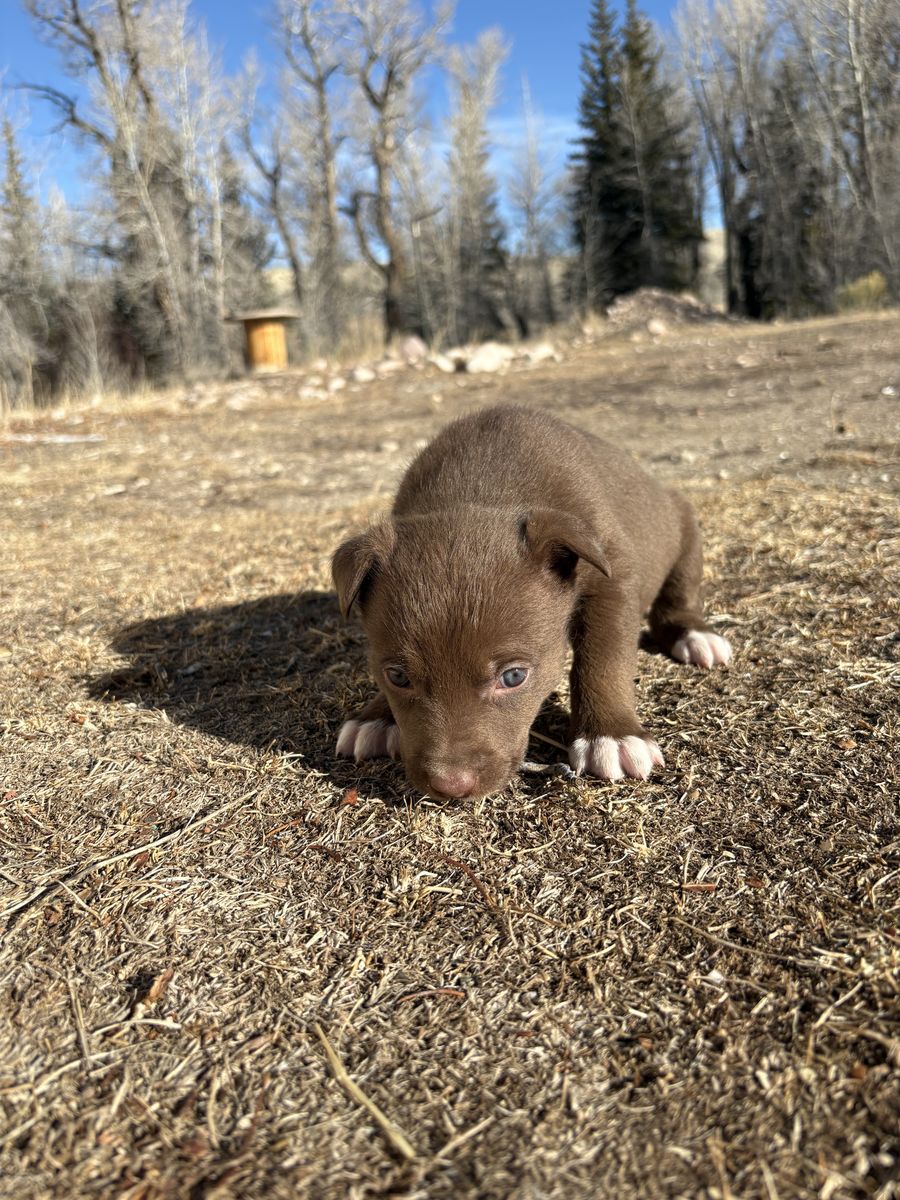 Mini Aussie/ Kelpie Puppies