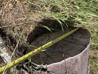 Large black walnut Tree Trunk Log for woodworking hardwood