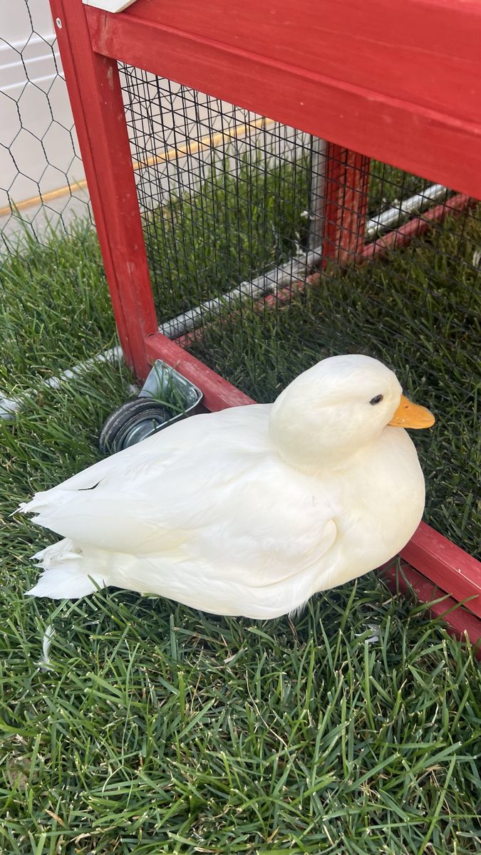 White Call Duck - Domestic Waterfowl
