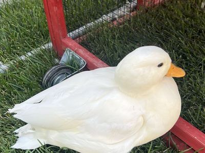 White Call Duck - Domestic Waterfowl