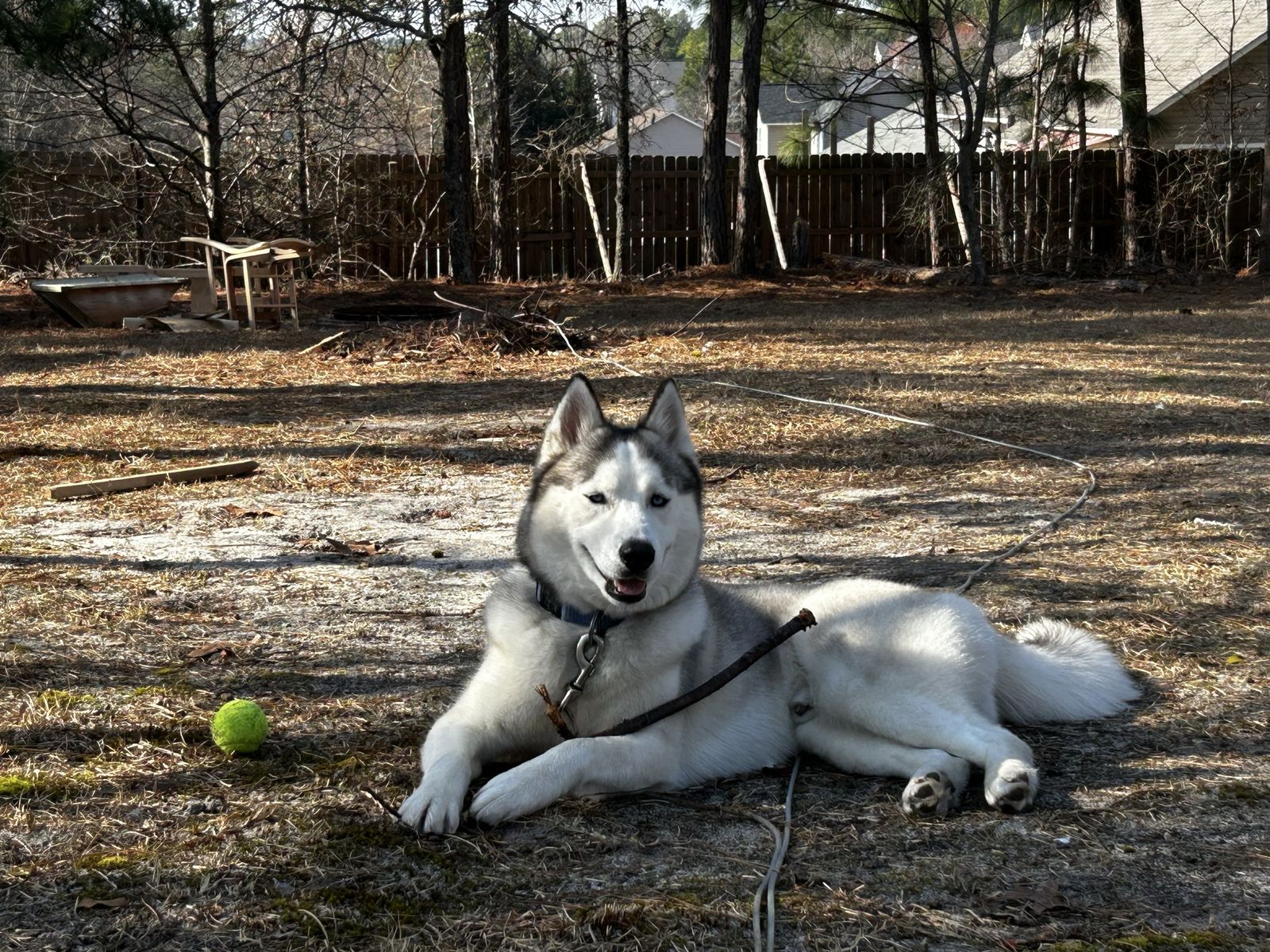 Lucius! 1 yr old Male Siberian Husky
