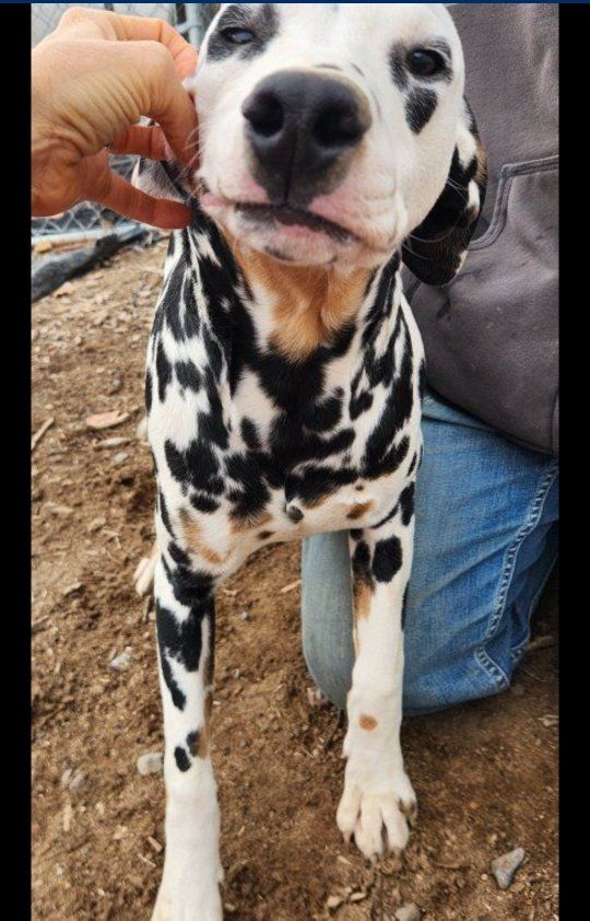 Dalmatians