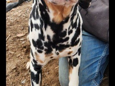 Dalmatians