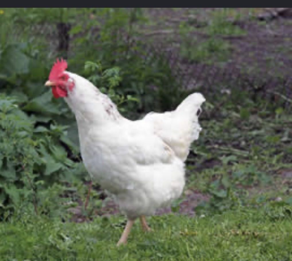 Free laying hen
