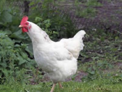 Free laying hen