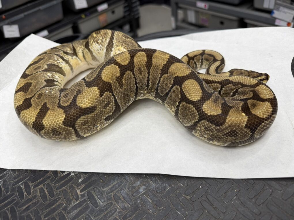 Adult Ball Pythons