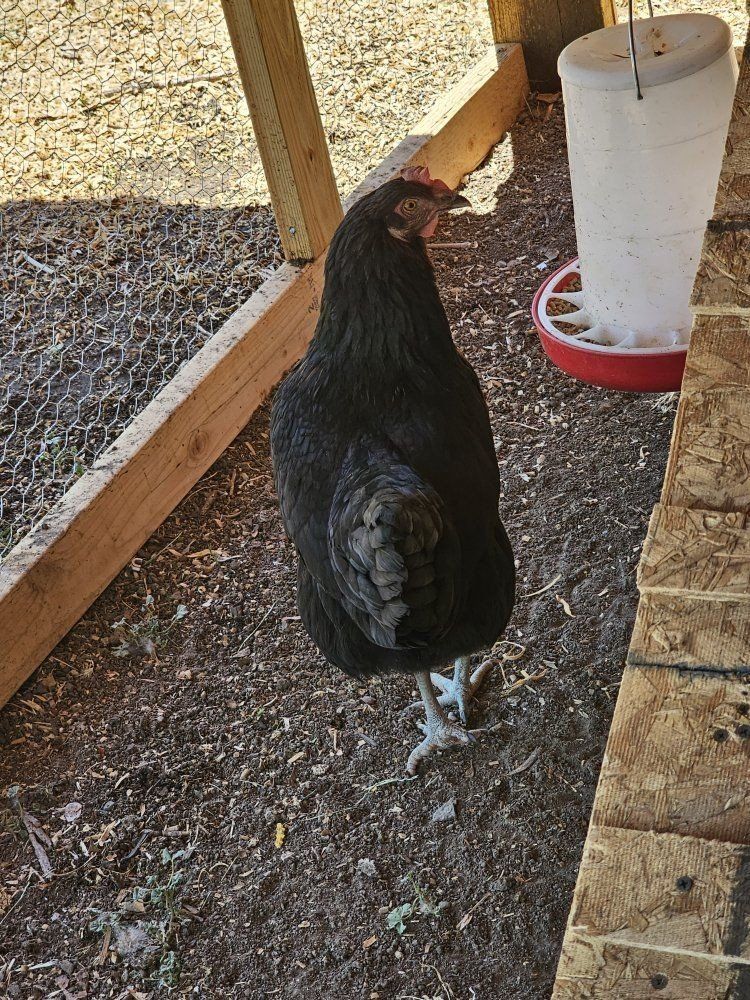Black Hen for Sale - Friendly and Healthy Layer