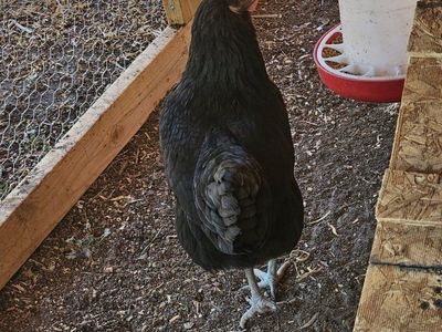 Black Hen for Sale - Friendly and Healthy Layer