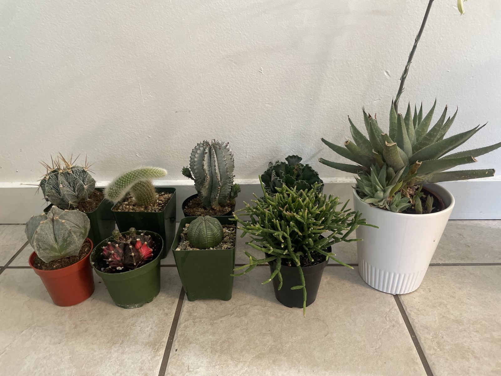 Assorted Live Succulents & Cactus
