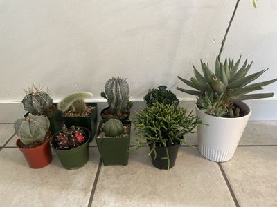 Assorted Live Succulents & Cactus