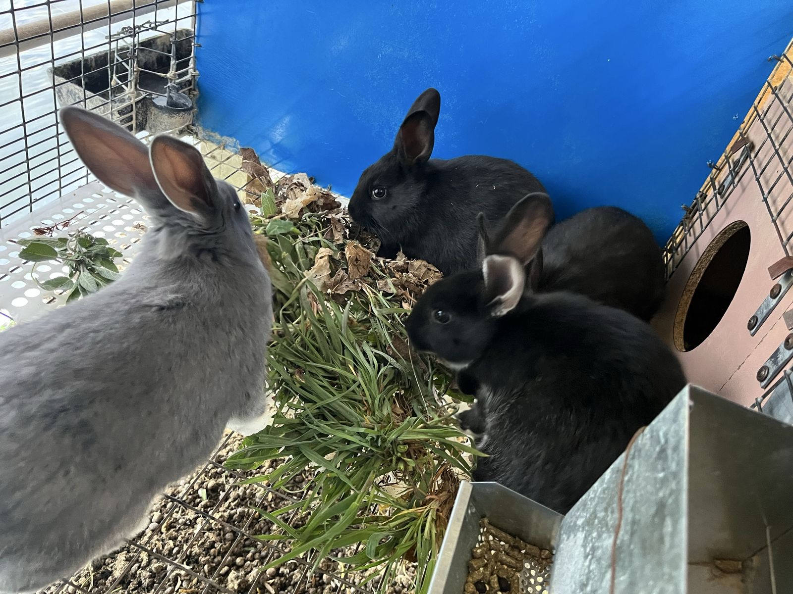 Black Otter Rex/Californian Cross Kits