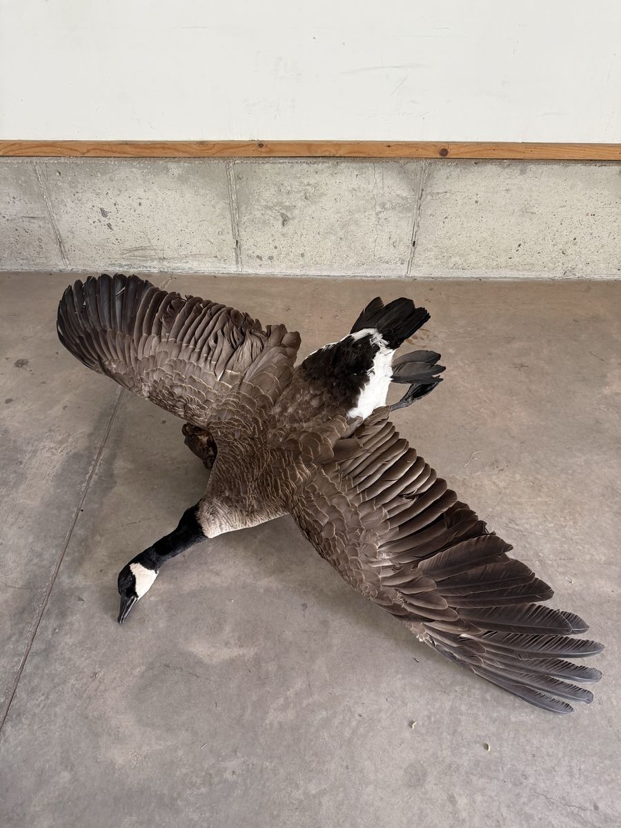 Goose Mount