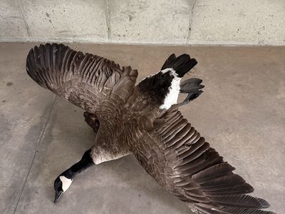 Goose Mount