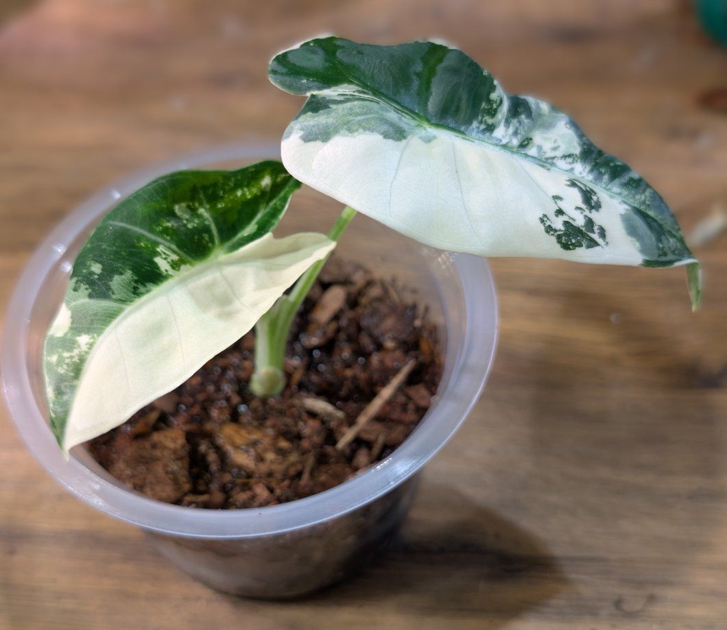 Alocasia Variegated Frydek Pup
