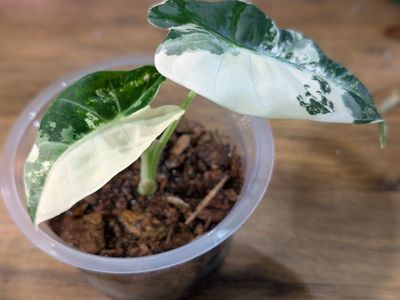 Alocasia Variegated Frydek Pup