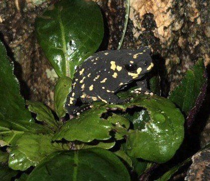 ISO Bumblebee toads