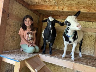 Female Fainting Goats
