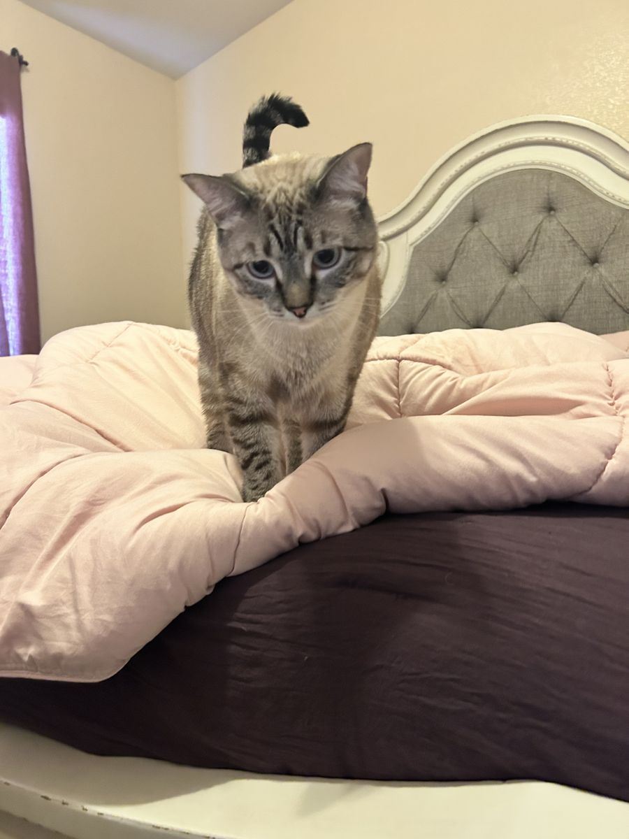Rehome cats