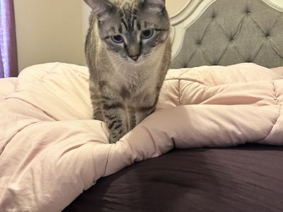Rehome cats