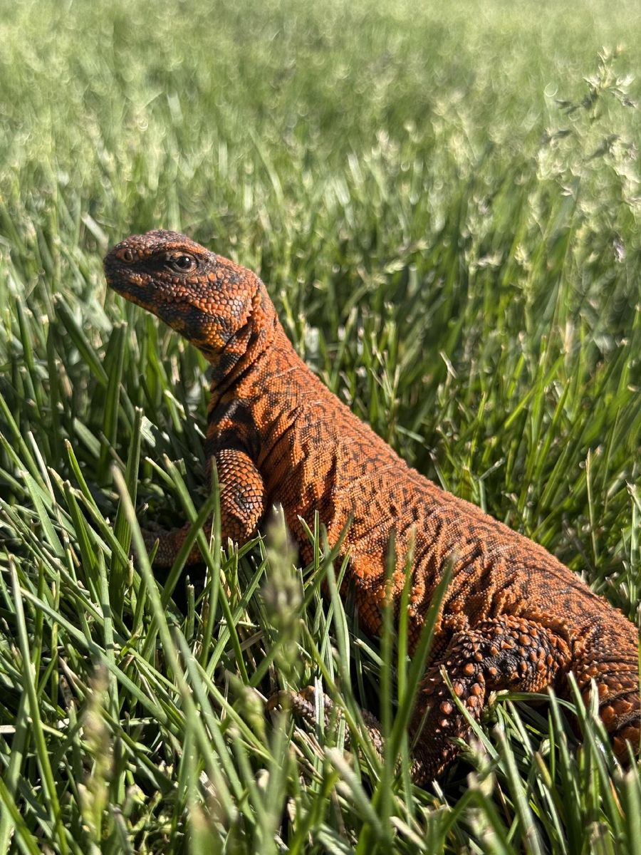 Uromastyx