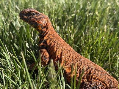 Uromastyx