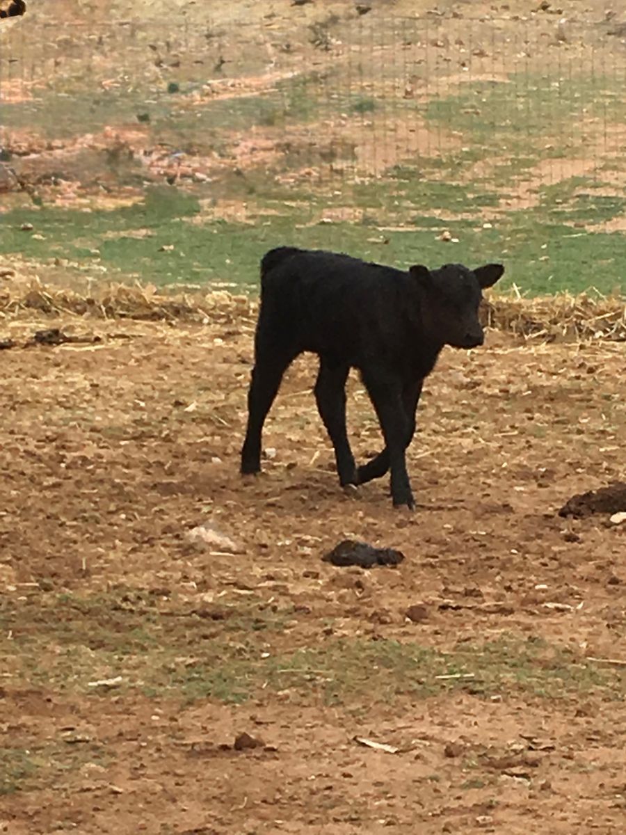 Angus Bottle Calf