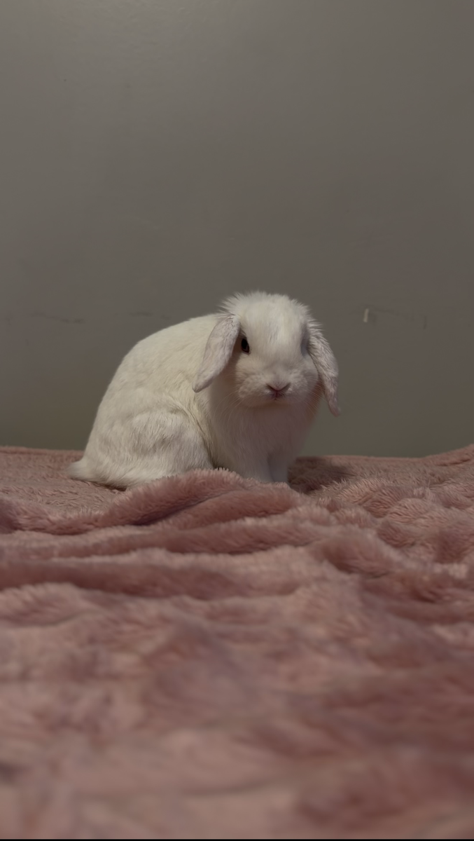 Very Social Holland Lop Doe