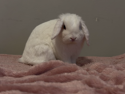 Very Social Holland Lop Doe